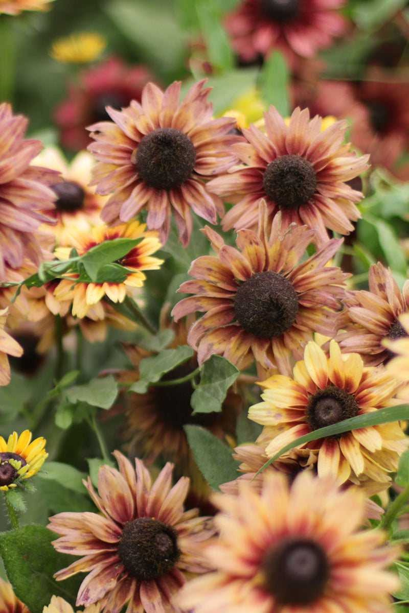 RUDBECKIA 'Vintage Sahara'