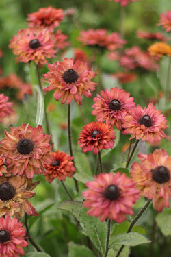 RUDBECKIA 'Vintage Sahara'