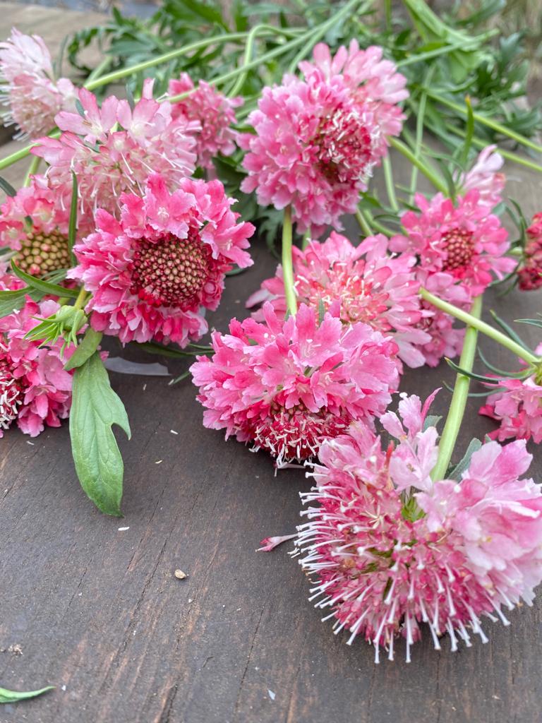 ESCABIOSAS INGLESAS ‘Pink Mist’