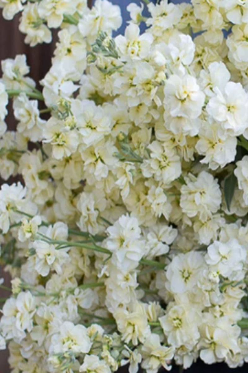 ALHELÍ ‘Buttercream’