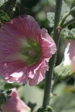 MALVA REAL 'Bee’s Mix’