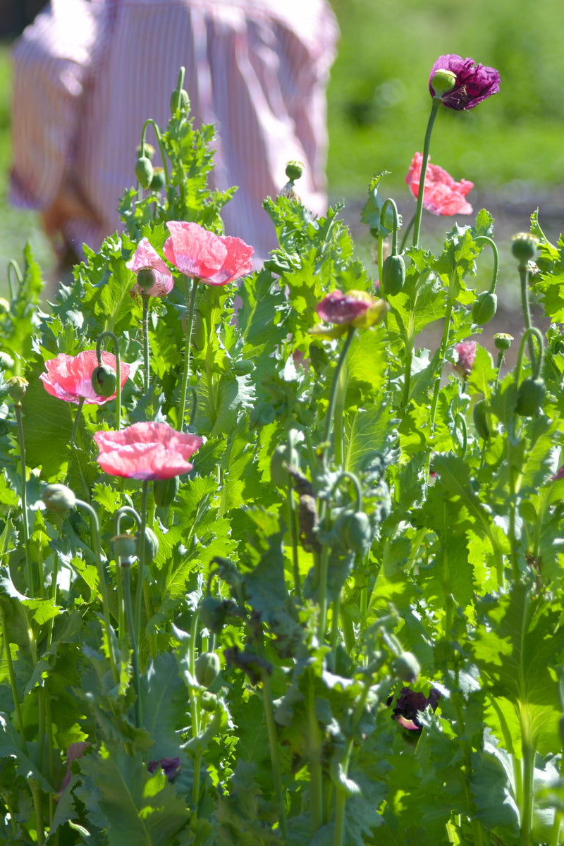 AMAPOLA ‘Berry Simple’
