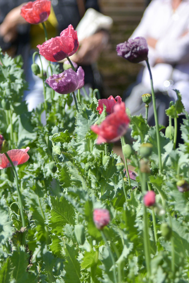 AMAPOLA ‘Berry Simple’