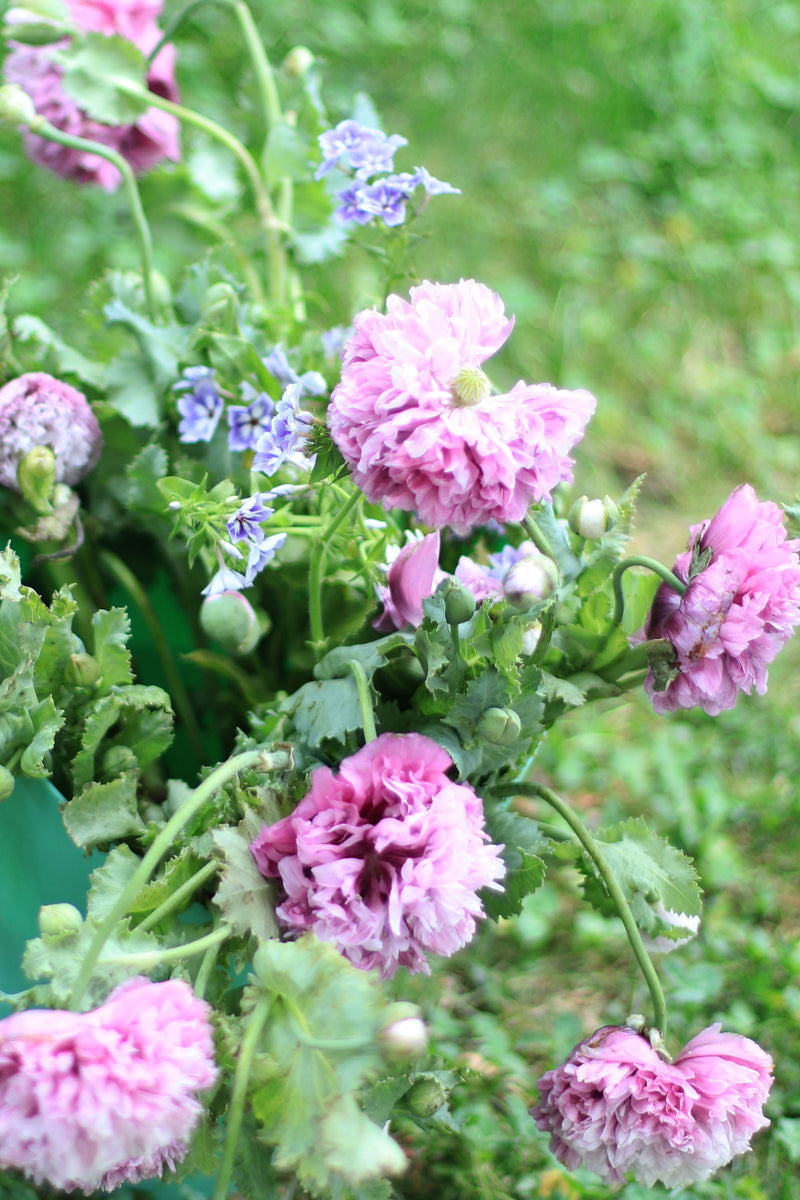 AMAPOLA ‘Blush Violet Peony’