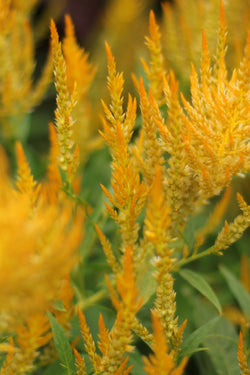 CELOSIA PLUMOSA ‘Golden’