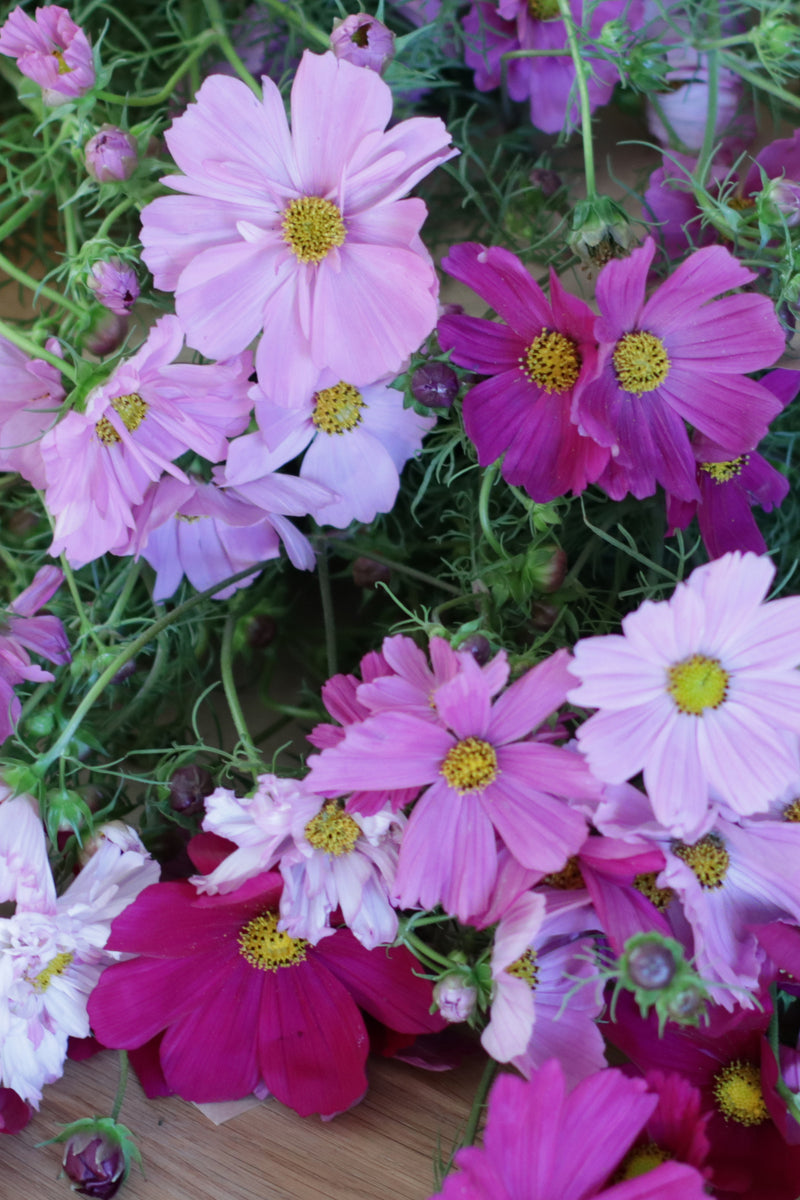 COSMOS 'Rubenza Mix'